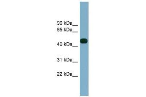 ABHD12 antibody used at 1 ug/ml to detect target protein.