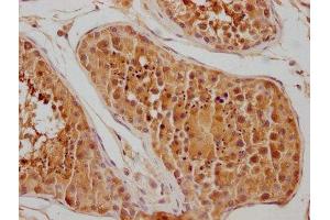 IHC image of ABIN7154847 diluted at 1:100 and staining in paraffin-embedded human testis tissue performed on a Leica BondTM system. (HSPA1L 抗体  (AA 420-641))
