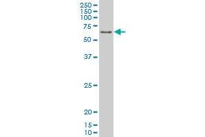 PPARD monoclonal antibody (M03), clone 1G4 Western Blot analysis of PPARD expression in K-562 . (PPARD 抗体  (AA 56-165))