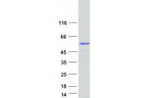 Western Blotting (WB) image for Glycerol Kinase 5 (Putative) (GK5) protein (Myc-DYKDDDDK Tag) (ABIN2725935)