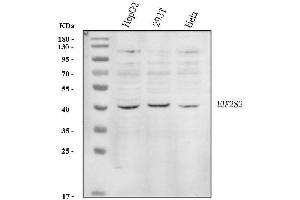 Western blot analysis of EIF2S2 using anti-EIF2S2 antibody (ABIN3042865).
