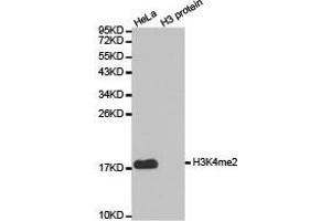 Western blot analysis of extracts of HeLa cell line and H3 protein expressed in E. (Histone 3 抗体  (H3K4me2))