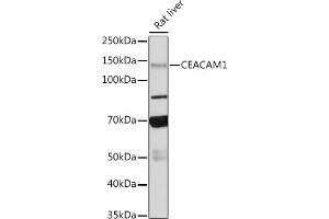 Western blot analysis of extracts of Rat liver, using CE antibody (ABIN7266083) at 1:500 dilution. (CEACAM1 抗体)