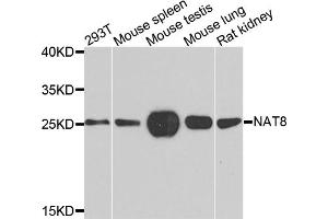 Western blot analysis of extracts of various cell lines, using NAT8 antibody. (NAT8 抗体)