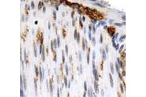 Immunohistochemical staining of OS9 on mouse smooth muscle using with OS9 polyclonal antibody . (OS9 抗体  (AA 300-400))