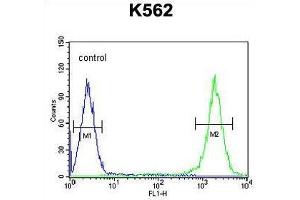 TFAM Antibody (C-term) flow cytometric analysis of K562 cells (right histogram) compared to a negative control cell (left histogram). (TFAM 抗体  (C-Term))