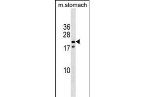 Mouse Nkx3-1 Antibody (Center) (ABIN1538513 and ABIN2838313) western blot analysis in mouse stomach tissue lysates (35 μg/lane). (NKX3-1 抗体  (AA 58-86))