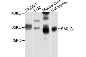 Western blot analysis of extracts of various cell lines, using SMUG1 antibody. (SMUG1 抗体)