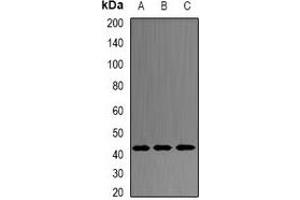 Western blot analysis of PRDM7 expression in HepG2 (A), mouse intestine (B), rat ovary (C) whole cell lysates.