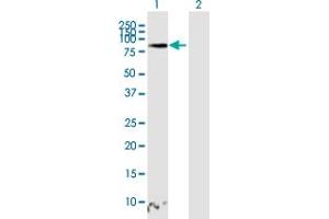 Western Blotting (WB) image for anti-T-Cell Activation rho GTPase-Activating Protein (TAGAP) (AA 1-731) antibody (ABIN530428)