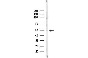Western blot analysis of lysates from Rat liver, using GAS7 Antibody at 1/1000 dilution.