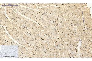 Immunohistochemical analysis of paraffin-embedded mouse heart tissue. (DNMT3B 抗体  (AA 1-80))