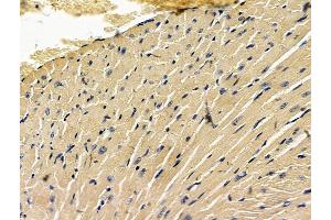 ABIN7096683 and ABIN7100748 at 1/100 staining mouse heart tissue by IHC-P. (PIGK 抗体)