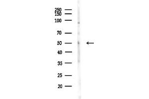 anti-Secretion Regulating Guanine Nucleotide Exchange Factor (SERGEF) (Internal Region) antibody