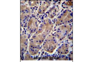 Immunohistochemistry (Paraffin-embedded Sections) (IHC (p)) image for anti-Potassium Inwardly-Rectifying Channel, Subfamily J, Member 13 (KCNJ13) (AA 67-95), (N-Term) antibody (ABIN656321)