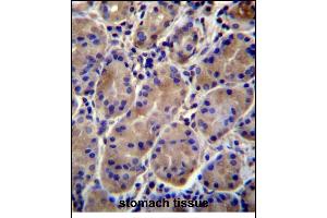 KCNJ13 Antibody (N-term) (ABIN656321 and ABIN2845620) immunohistochemistry analysis in formalin fixed and paraffin embedded human stomach tissue followed by peroxidase conjugation of the secondary antibody and DAB staining. (KCNJ13 抗体  (N-Term))