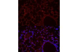 Immunofluorescence analysis of mouse lung cells using NLRC4 Rabbit pAb (ABIN6129418, ABIN6144657, ABIN6144659 and ABIN6223243) at dilution of 1:100 (40x lens). (NLRC4 抗体  (AA 1-250))