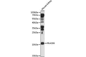 Western blot analysis of extracts of Mouse kidney, using RNASE6 antibody. (RNASE6 抗体)