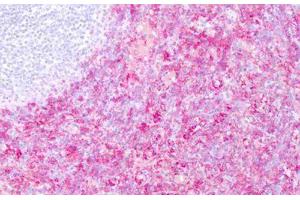 Image no. 1 for anti-CD16 (CD16) antibody (ABIN1502300) (CD16 抗体)