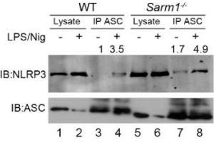 Endogenous co-immunoprecipitation of ASC and NLRP3 in WT or Sarm1-/- iBMDMs following NLRP3 inflammasome activation. (NLRP3 抗体  (Pyrin Domain))