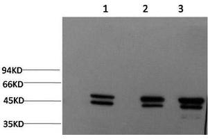 Western Blot analysis of 1) MCF7, 2) Rat brain, 3) Mouse brain using Epsilon Tubulin Monoclonal Antibody at dilution of 1:2000. (TUBE1 抗体)