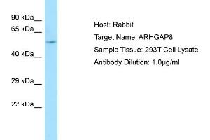 Western Blotting (WB) image for anti-rho GTPase Activating Protein 8 (ARHGAP8) (Middle Region) antibody (ABIN970136) (ARHGAP8 抗体  (Middle Region))