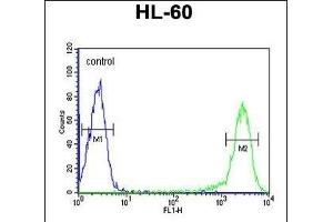 CALCR Antibody (C-term) (ABIN651875 and ABIN2840433) flow cytometric analysis of HL-60 cells (right histogram) compared to a negative control cell (left histogram). (Calcitonin Receptor 抗体  (AA 465-494))