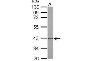 WB Image Sample (30 ug of whole cell lysate) A: A549 10% SDS PAGE antibody diluted at 1:500