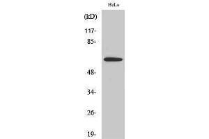 Western Blotting (WB) image for anti-Shugoshin 1 (SGOL1) (Internal Region) antibody (ABIN3186935) (Shugoshin 抗体  (Internal Region))