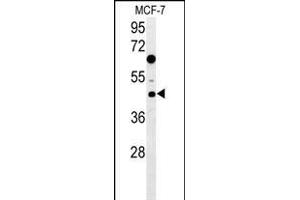 DNAJA1 Antibody (Center) (ABIN652030 and ABIN2840506) western blot analysis in MCF-7 cell line lysates (35 μg/lane). (DNAJA1 抗体  (AA 294-323))