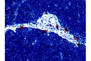 Detection of IL18 in Rat Thymus Tissue using Monoclonal Antibody to Interleukin 18 (IL18) (IL-18 抗体  (AA 37-194))