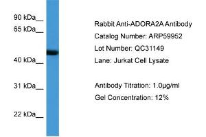WB Suggested Anti-ADORA2A  Antibody Titration: 0. (Adenosine A2a Receptor 抗体  (N-Term))