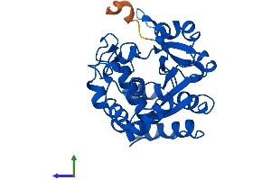 Protein Structure (PS) image for Sulfotransferase Family, Cytosolic, 1C, Member 2 (SULT1C2) (AA 1-296) protein (His tag) (ABIN7561152)