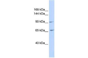 WB Suggested Anti-ICAM5 Antibody Titration:  0.
