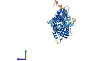 Protein Structure (PS) image for NADPH Oxidase 1 (NOX1) (AA 1-591) protein (His tag) (ABIN7559384)