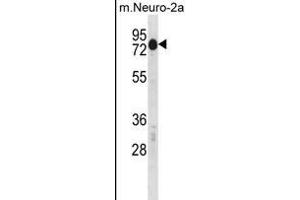 Mouse Csrnp2 Antibody (N-term) (ABIN1539328 and ABIN2850074) western blot analysis in mouse Neuro-2a cell line lysates (35 μg/lane). (CSRNP2 抗体  (N-Term))