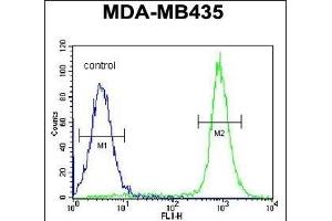 IBTK Antibody (Center) (ABIN654688 and ABIN2844380) flow cytometric analysis of MDA-M cells (right histogram) compared to a negative control cell (left histogram). (IBTK 抗体  (AA 586-613))