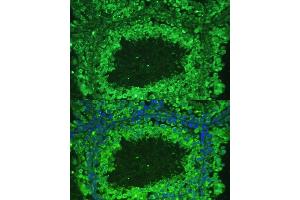 Immunofluorescence analysis of mouse testis cells using  antibody  at dilution of 1:100. (ASZ1 抗体  (AA 1-350))