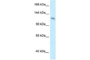 Human HeLa; WB Suggested Anti-PLEKHA7 Antibody Titration: 0. (PLEKHA7 抗体  (C-Term, Middle Region))