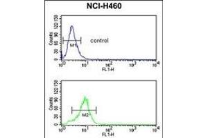 Flow Cytometry (FACS) image for anti-Sphingomyelin phosphodiesterase 2, Neutral Membrane (Neutral Sphingomyelinase) (SMPD2) (AA 9-35), (N-Term) antibody (ABIN650737)