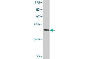 Western Blotting (WB) image for anti-Hemoglobin, zeta (HBZ) (AA 1-142) antibody (ABIN561234)