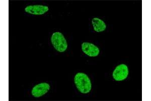 Immunofluorescence of purified MaxPab antibody to SNRPA on HeLa cell. (SNRPA1 抗体  (AA 1-282))