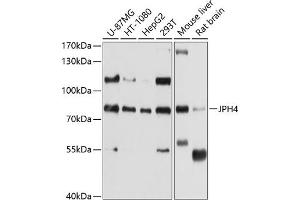 Western blot analysis of extracts of various cell lines, using JPH4 antibody (ABIN6128148, ABIN6142666, ABIN6142667 and ABIN6214550) at 1:1000 dilution. (Junctophilin 4 抗体  (AA 405-605))