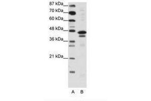 Image no. 1 for anti-Cytosolic Iron-Sulfur Protein Assembly 1 (CIAO1) (AA 251-300) antibody (ABIN6736134) (CIAO1 抗体  (AA 251-300))