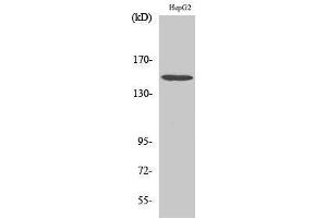 Western Blotting (WB) image for anti-phospholipase C, beta 3 (Phosphatidylinositol-Specific) (PLCB3) (Thr236) antibody (ABIN3186501) (PLCB3 抗体  (Thr236))