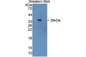 Western blot analysis of the recombinant protein. (LY75/DEC-205 抗体  (AA 216-503))