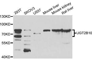 Western blot analysis of extracts of various cell lines, using μgT2B10 antibody (ABIN5975607) at 1/1000 dilution. (UGT2B10 抗体)