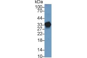 Western Blotting (WB) image for anti-Agmatine Ureohydrolase (Agmatinase) (AGMAT) (AA 53-151) antibody (ABIN7436726)