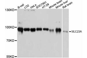 Western blot analysis of extracts of various cell lines, using SEC23A antibody. (SEC23A 抗体  (AA 1-150))
