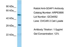 Western Blotting (WB) image for anti-Ganglioside-Induced Differentiation-Associated Protein 1 (GDAP1) (C-Term) antibody (ABIN970751) (GDAP1 抗体  (C-Term))